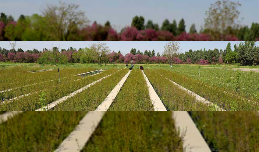 تست