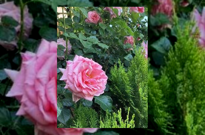 گل محمدی