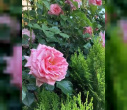 گل محمدی