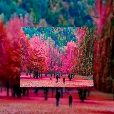 گیاهان