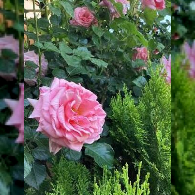 گل محمدی
